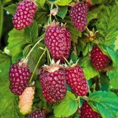 Tayberry Fidanı-40-50 cm