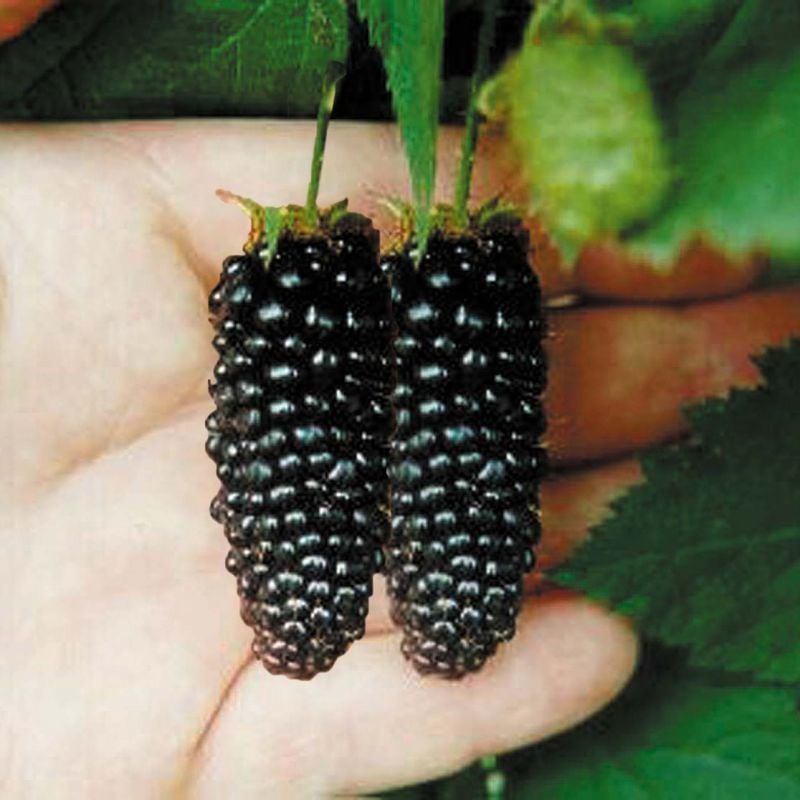 Karaka Black Böğürtlen Fidanı 40 cm