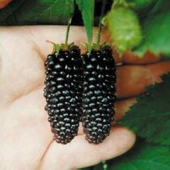 Karaka Black Böğürtlen Fidanı 40 cm