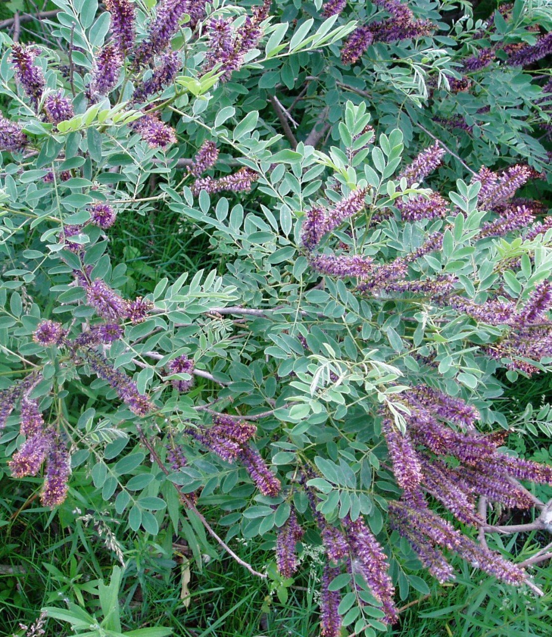 Amorpha Fruticosa - Çivit Ağacı 200-230 cm-Saksılı