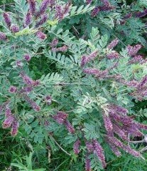 Amorpha Fruticosa - Çivit Ağacı 200-230 cm-Saksılı