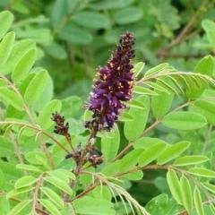 Amorpha Fruticosa - Çivit Ağacı 200-230 cm-Saksılı