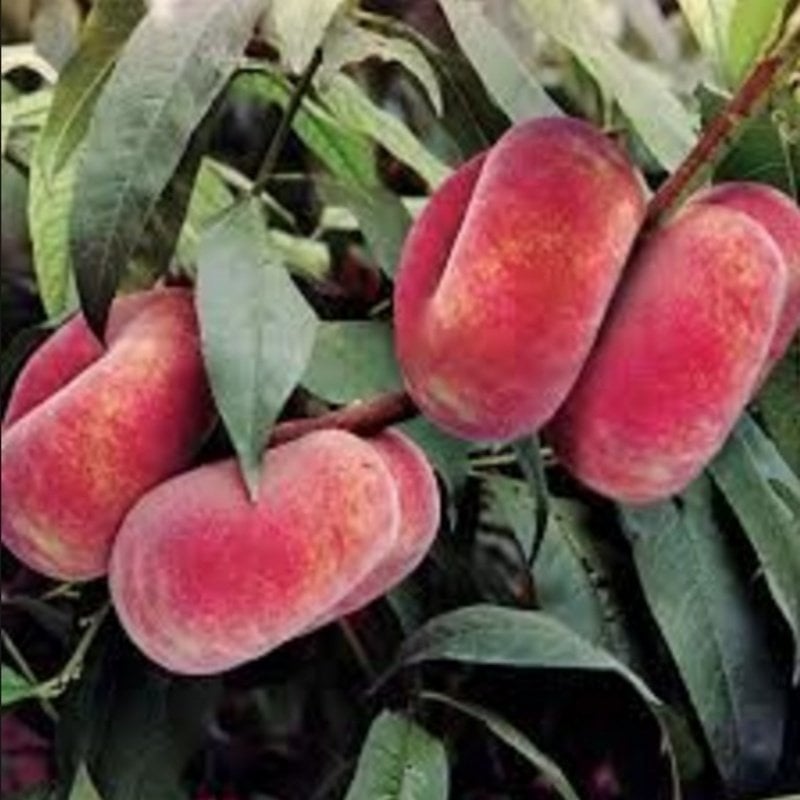 Paraguaya Domat Şeftali Fidanı 150-200 cm-3-4 Yaş-Tüplü