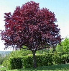 Süs Eriği Fidanı 130-150 cm