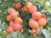 Perfect Red Kayısı Fidanı 150-200 cm-Açık Köklü