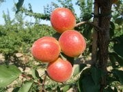 Perfect Red Kayısı Fidanı 150-200 cm-Açık Köklü