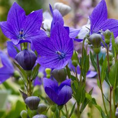 Mavi Balon Çiçeği Fuji Blue Platycodon Grandiflora