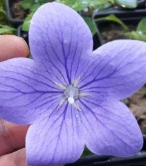 Mavi Balon Çiçeği Fuji Blue Platycodon Grandiflora
