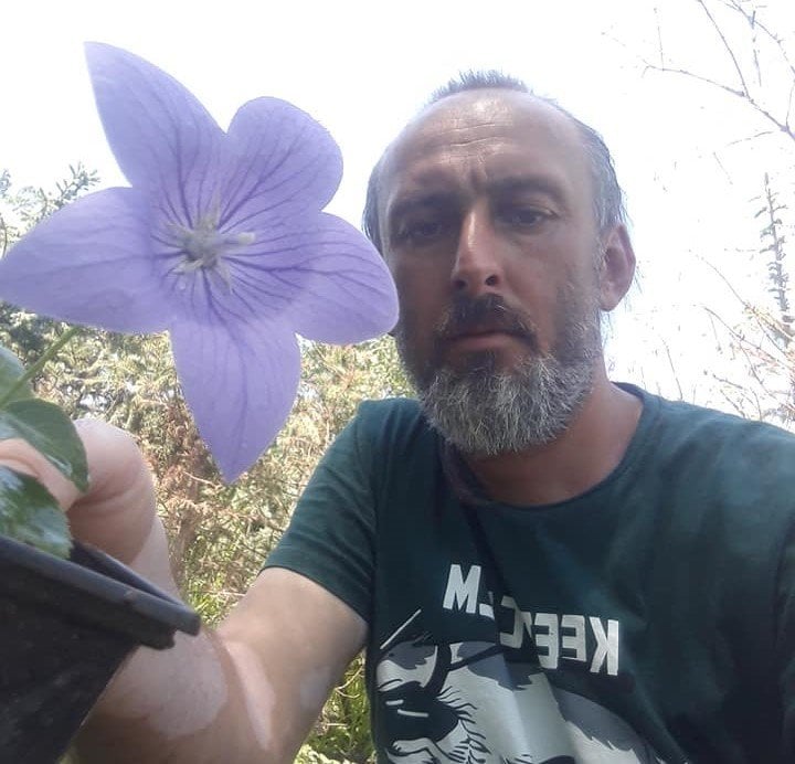 Mavi Balon Çiçeği Fuji Blue Platycodon Grandiflora
