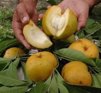 White Sapote (Aşılı)-100-150 cm- Meyve verme Aşamasındaki Fidan