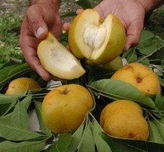 White Sapote (Aşılı)-100-150 cm- Meyve verme Aşamasındaki Fidan