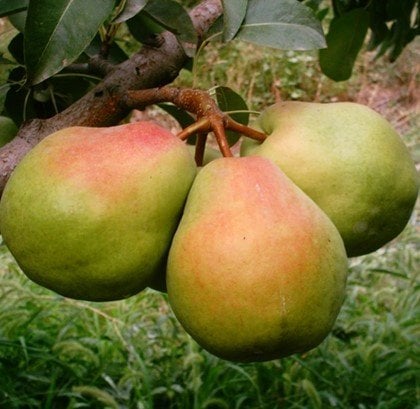 Armut (Deveci Armudu) Fidanı 150-200 cm-3 Yaş-Tüplü