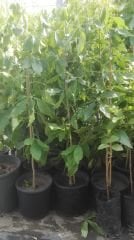 White Sapote (Aşılı)-100-150 cm- Meyve verme Aşamasındaki Fidan