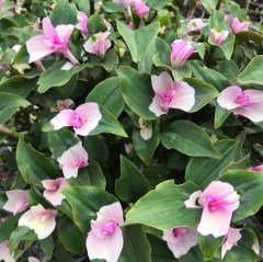 Üç Renk Telgraf Çiçeği Fidesi Tradescantia Maidens Blush Wondering Jew