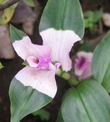 Üç Renk Telgraf Çiçeği Fidesi Tradescantia Maidens Blush Wondering Jew