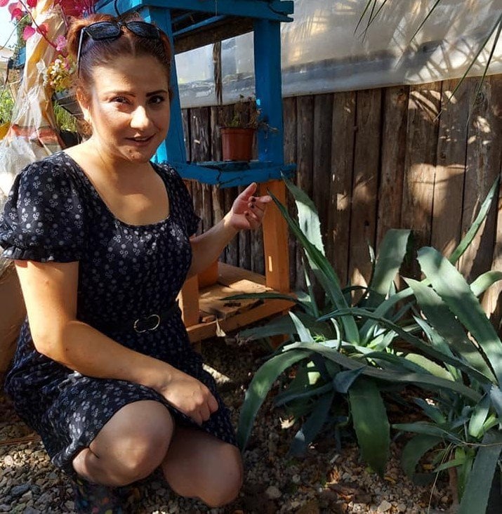 Agave Sarı Sabır Fidanı 60-90 cm