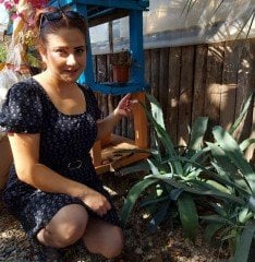 Agave Sarı Sabır Fidanı 60-90 cm
