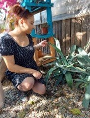 Agave Sarı Sabır Fidanı 60-90 cm