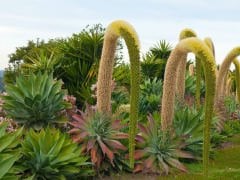 Agave Sarı Sabır Fidanı 60-90 cm