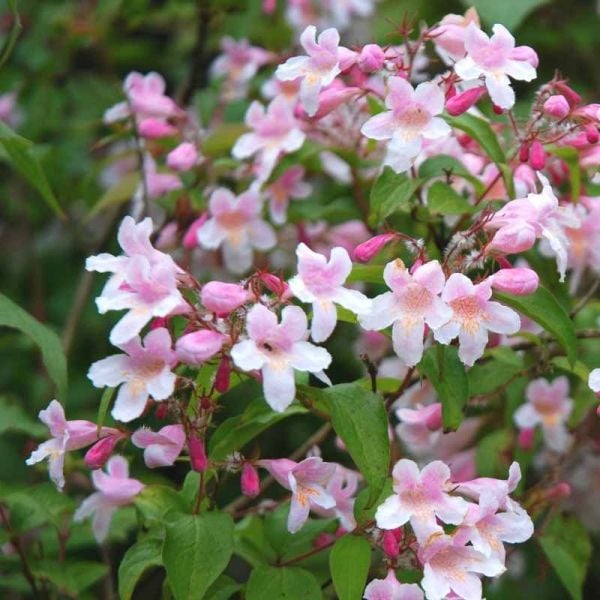 Kolkwitzia Amabilis Pink Cloud Güzellik Çalısı Fidanı 20 cm