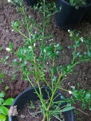 Finger Lime ( Avustralya Parmak Limonu) 40-70 cm