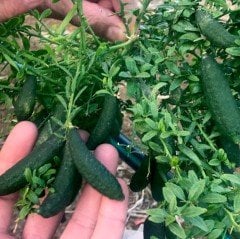 Finger Lime ( Avustralya Parmak Limonu) 40-70 cm
