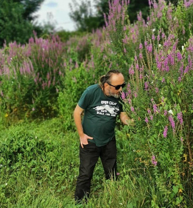 Lythrum Salicaria ( Hevhulma ) Otu 80 cm