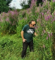Lythrum Salicaria ( Hevhulma ) Otu 80 cm