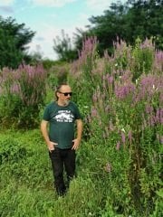 Lythrum Salicaria ( Hevhulma ) Otu 150 cm