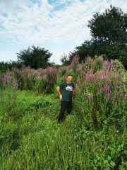 Lythrum Salicaria ( Hevhulma ) Otu 150 cm