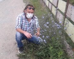 Cichorium İntybus-Mavi Hindiba Fidanı