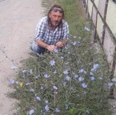 Cichorium İntybus-Mavi Hindiba Fidanı