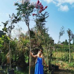 Oya Ağacı 350-400 cm- Gövde Çevresi 25-30 cm