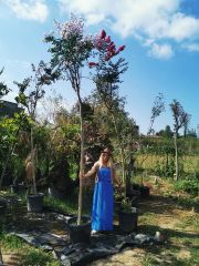 Oya Ağacı 350-400 cm- Gövde Çevresi 25-30 cm