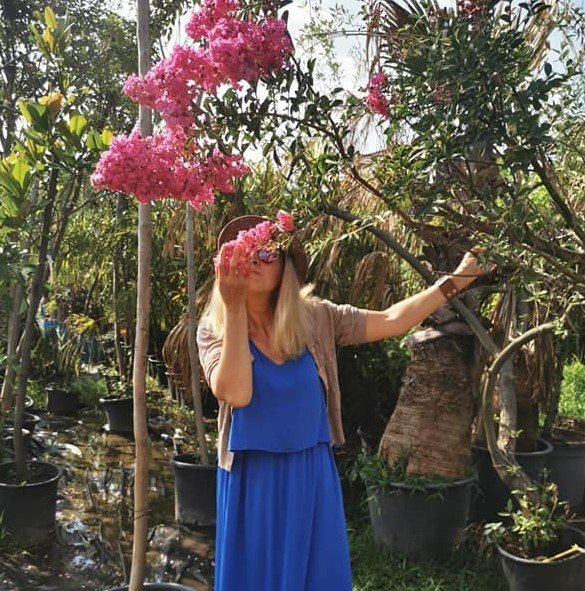 Oya Ağacı 350-400 cm- Gövde Çevresi 25-30 cm