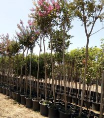 Oya Ağacı 350-400 cm- Gövde Çevresi 25-30 cm