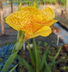 Tesbih Çiçeği Kanı Canna İndica Yellow King Humbert Kanna