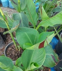 Tesbih Çiçeği Kanı Canna İndica Yellow King Humbert Kanna