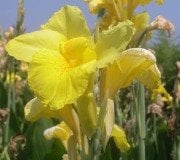 Tesbih Çiçeği Kanı Canna İndica Yellow King Humbert Kanna
