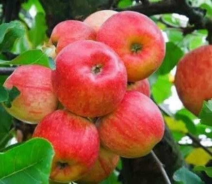 Elma (Amasya Elması) Fidanı 120-150 cm-3 Yaş-Tüplü