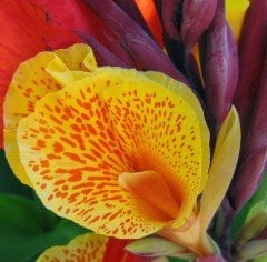 Tesbih Çiçeği Kanı Canna İndica Yellow King Humbert Kanna