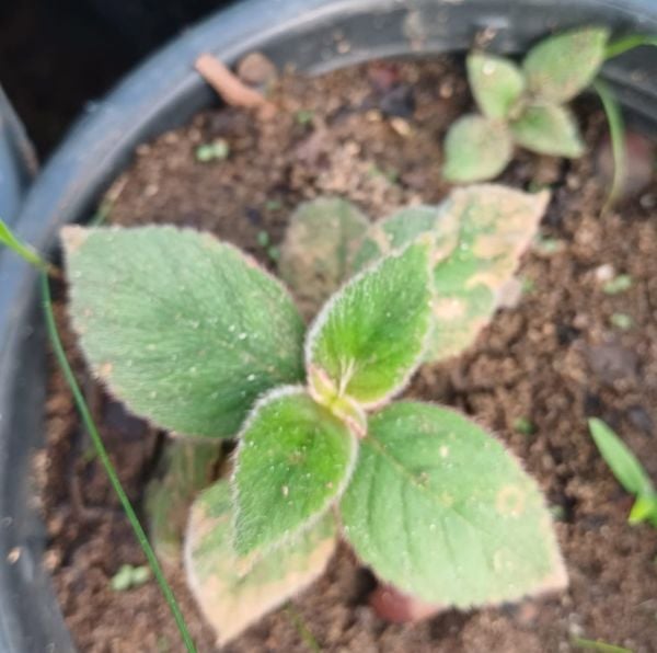 Japon Küpelisi-Kohleria 10 cm