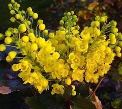 Mahonya Sarı Boya Çalısı 30-40 cm