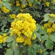 Mahonya Sarı Boya Çalısı 30-40 cm