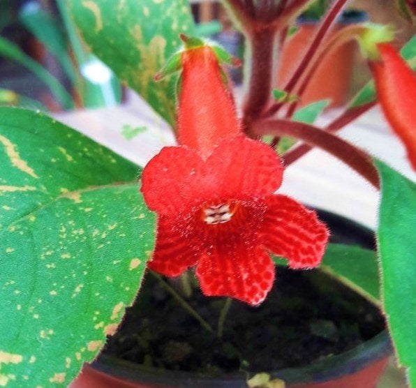 Japon Küpelisi-Kohleria 10 cm
