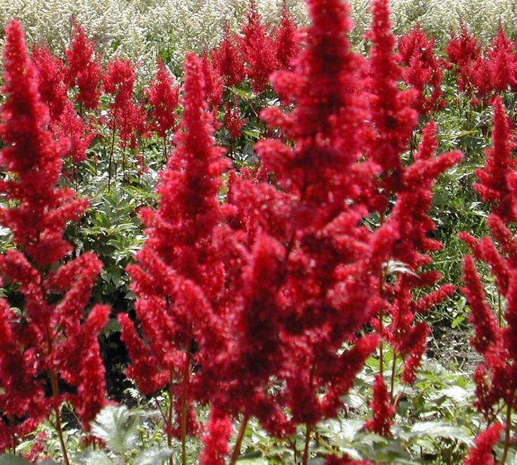 Astilbe japonica 'Kızıl Sentinel'