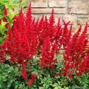 Astilbe japonica 'Kızıl Sentinel'