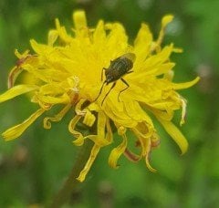 Hypochaeris radicata ( Dağmarulu ) Fidanı
