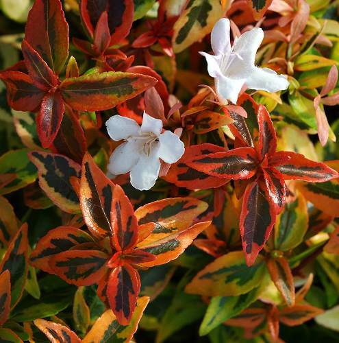 Abelia grandiflora Kaleidoscope-Sarı Alacalı Abelya Güzellik Çalısı