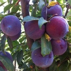 Erik (Anjelika Erik) Fidanı 150-200 cm-3-4 Yaş-Tüplü